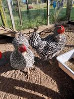 2 krielkippen bijna 5 jaar oud, Dieren en Toebehoren, Pluimvee, Vrouwelijk, Kip