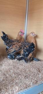 Koppel Sabelpoot krielen, Meerdere dieren, Kip