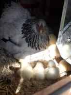 Natuurbroed Grote brahma kuikentjes zwart grijs blauw, Dieren en Toebehoren, Geslacht onbekend, Kip