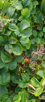 Aardbeienplantjes - Doorbloeier, Ophalen, Volle zon, Vaste plant, Fruitplanten