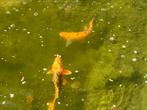 3 koi karpers tegen aannemelijk bod, Dieren en Toebehoren, Vissen | Vijvervissen, Karper of Koi