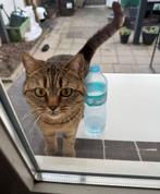 Poesjes  pablo en diva, Dieren en Toebehoren, Poes, Gechipt, 0 tot 2 jaar
