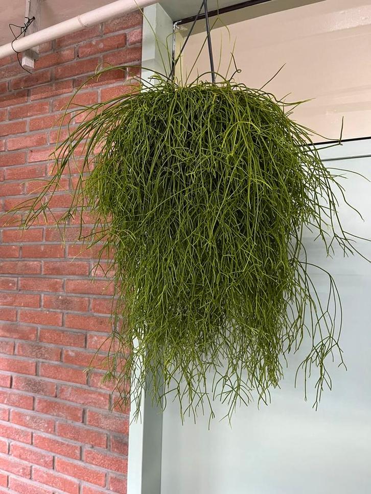 Rhipsalis cassutha, Huis en Inrichting, Kamerplanten, Overige soorten, Minder dan 100 cm, Halfschaduw, Ophalen of Verzenden