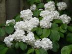 Diverse Japanse Sneeuwbal Soorten / Viburnum Plicatum, Vaste plant, Halfschaduw, Lente, Ophalen