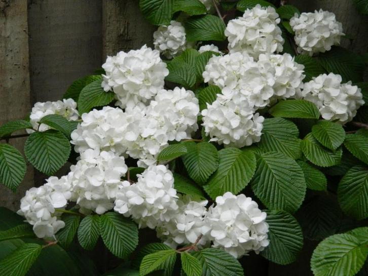 Diverse Japanse Sneeuwbal Soorten / Viburnum Plicatum, Tuin en Terras, Planten | Tuinplanten, Vaste plant, Overige soorten, Halfschaduw