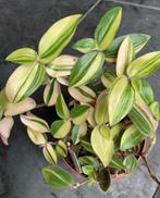 Tradescantia Chry. Baby Bunny Bellies Variegata stekjes, Ophalen of Verzenden, Overige soorten, Minder dan 100 cm