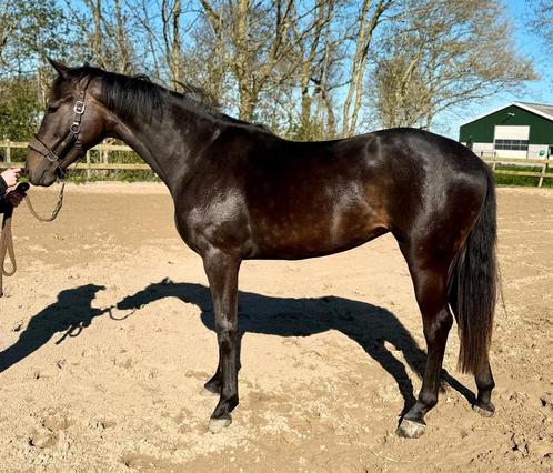 Bloedmooie Fontaine TN merrie 2 jaar, Dieren en Toebehoren, Paarden, Merrie, 0 tot 2 jaar, Dressuurpaard
