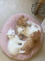 Prachtige kittens Turkse Angora jonge poesjes, Dieren en Toebehoren, Katten en Kittens | Raskatten | Langhaar, Meerdere dieren