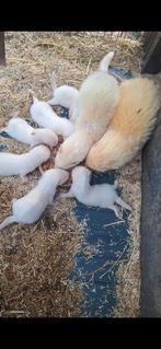 Jonge fretjes te koop, Dieren en Toebehoren, Augustus, Meerdere dieren