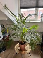 Palm Aracacia, Ophalen, Halfschaduw