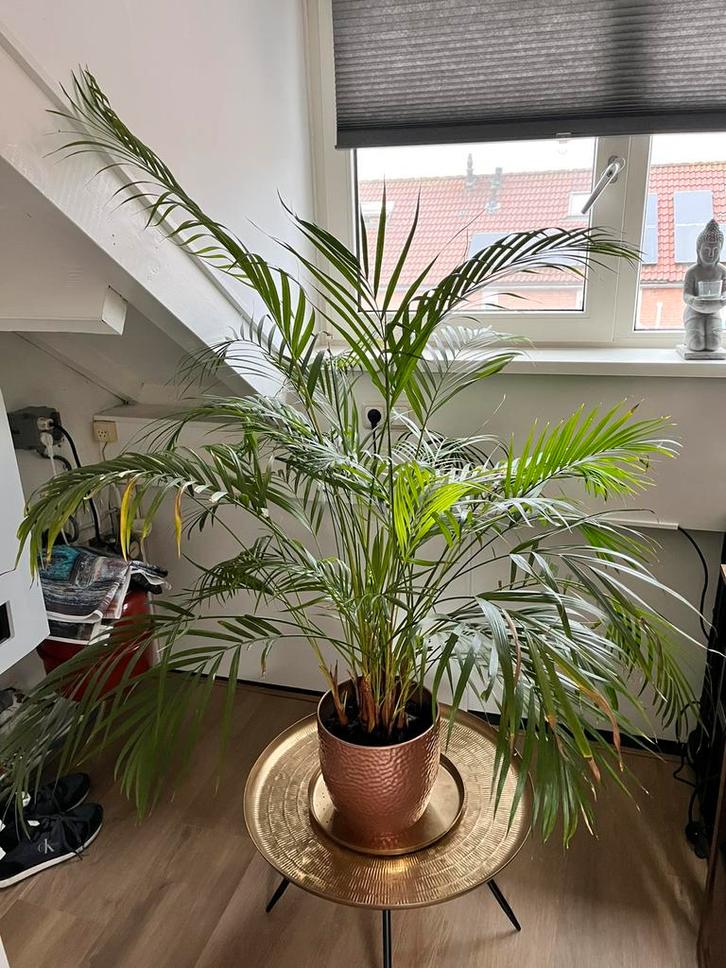 Palm Aracacia, Huis en Inrichting, Kamerplanten, Halfschaduw, Ophalen