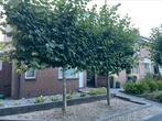 Leibomen (2 stuks), Tuin en Terras, Ophalen, Leiboom, Halfschaduw, Lente