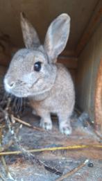 Gratis konijn, Dieren en Toebehoren, Konijnen, Vrouwelijk