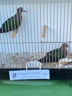 Groenvleugelduif, Dieren en Toebehoren, Vogels | Duiven, Vrouwelijk