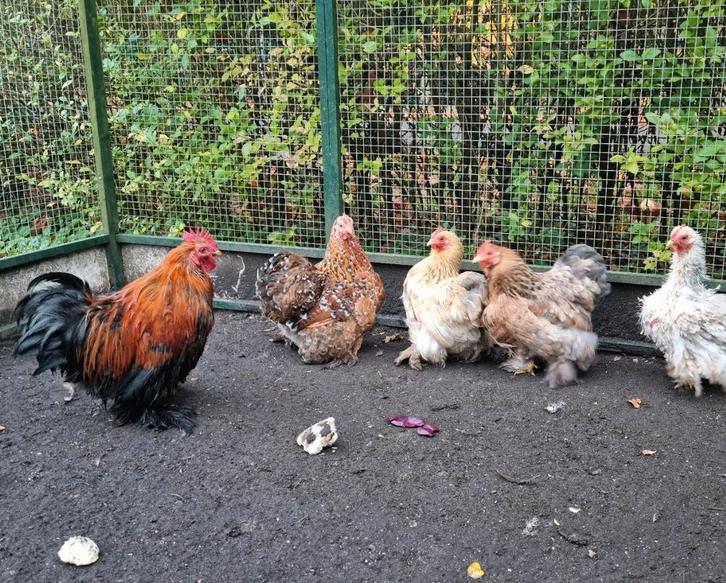 Fantastische groep 1-4 Cochin kriel cochins krulveer porsele, Dieren en Toebehoren, Pluimvee, Kip, Meerdere dieren