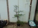 Sequoia boom 2 meter, Overige soorten, 100 tot 250 cm, Ophalen, Volle zon