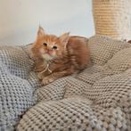 Maine coon xxl kittens met kampioen stamboom Russisch lijn, Dieren en Toebehoren, Katten en Kittens | Raskatten | Langhaar, Meerdere dieren