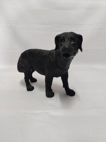 Labrador Retriever Zwart. beschikbaar voor biedingen