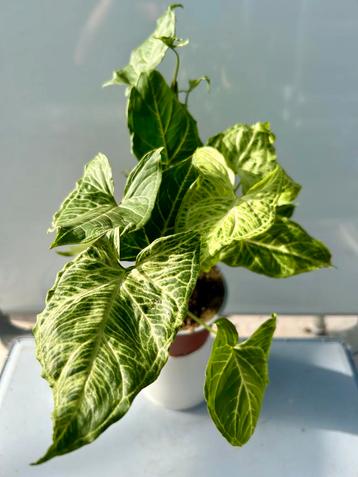 Syngonium Batik P12 - Zeldzame Kamerplant beschikbaar voor biedingen