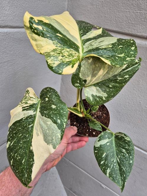 Monstera Thai Constellation p12 (K), Huis en Inrichting, Kamerplanten, Overige soorten, Minder dan 100 cm, Ophalen of Verzenden