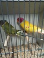 Te koop diverse vogels, Dieren en Toebehoren, Meerdere dieren, Parkiet