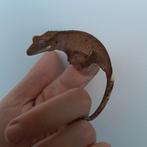 Bi-color dalmatian wimpergekko/crested gecko, Hagedis, 0 tot 2 jaar