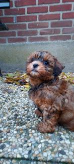 Shih Poo pups, Dieren en Toebehoren, Honden | Chihuahua's en Gezelschapshonden, Rabiës (hondsdolheid), Overige rassen, 8 tot 15 weken