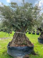 Super grote olijfboom te koop/ eeuwen oude olea europaea, Tuin en Terras, Planten | Bomen, Olijfboom, 250 tot 400 cm, Zomer, Ophalen