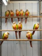 Jonge pyrrhura's, Dieren en Toebehoren, Vogels | Parkieten en Papegaaien, Meerdere dieren, Parkiet, Geringd