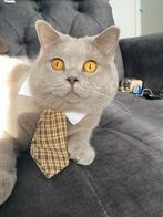 Britse korthaar dekkater lilac + dekkingsgarantie, 3 tot 5 jaar