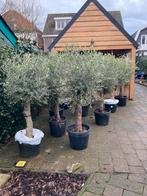 Olijfboom in pot - Prachtige mediterrane sfeer!, Tuin en Terras, Bloeit niet, 100 tot 250 cm, Olijfboom, Ophalen