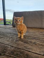 Kittens te koop, Dieren en Toebehoren, Katten en Kittens | Overige Katten, Meerdere dieren