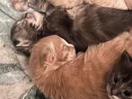 Maine coon kittens, Dieren en Toebehoren, Katten en Kittens | Raskatten | Korthaar, Meerdere dieren, 0 tot 2 jaar