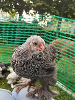 Brahma zilverpatrijs hennen groothoenders, Dieren en Toebehoren, Pluimvee, Vrouwelijk, Kip