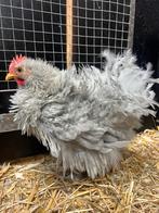 2 tamme hanen, Dieren en Toebehoren, Mannelijk, Kip