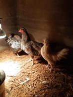 Schijndelaar koekoek ,brabanter kriel, drentse kriel Hanen., Dieren en Toebehoren, Mannelijk, Kip