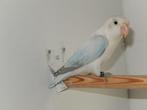 Blauwdiluteopaline fischeri pop., Dieren en Toebehoren, Meerdere dieren, Dwergpapegaai of Agapornis, Geringd