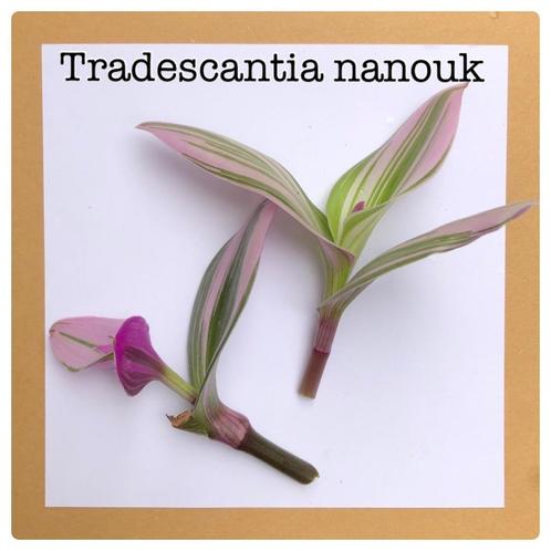 6. tradescantia nanouk stekje €1,50, Huis en Inrichting, Kamerplanten, Overige soorten, Minder dan 100 cm, Ophalen of Verzenden