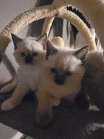 5 Ragdolls kittens zoeken gouden mandje, Dieren en Toebehoren, Poes, Gechipt, 0 tot 2 jaar