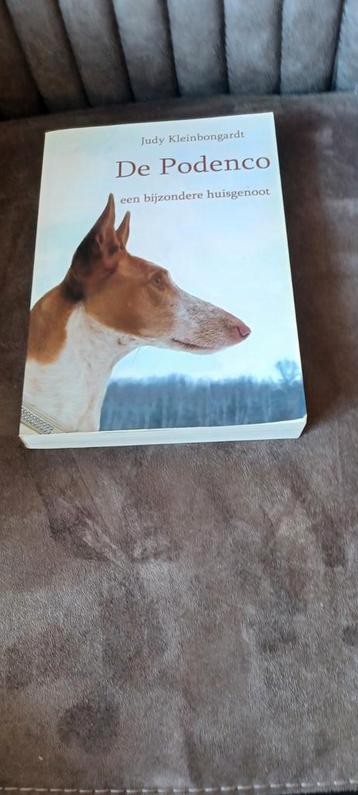 De podenco een bijzondere huisgenoot Judy beschikbaar voor biedingen