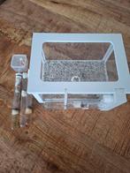 Aangeboden Mieren Nest/Kolonie met toebehoren, Bijen