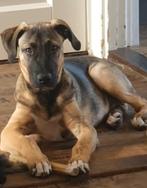 Kruising herder/ bulldog, Dieren en Toebehoren, 15 weken tot 1 jaar, Reu, Eén hond, Herder