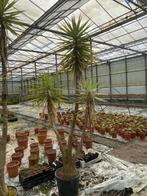 Yucca jewel - 350+ cm - prachtige meerkoppige kamerplant, Ophalen, 200 cm of meer, In pot, Volle zon