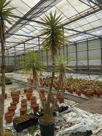 Yucca jewel - 350+ cm - prachtige meerkoppige kamerplant beschikbaar voor biedingen