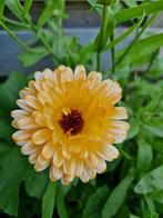 Goudsbloem zaden €1., Ophalen of Verzenden, Voorjaar, Volle zon, Zaad