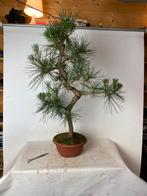 Pinus densiflora bonsai project., Tuin en Terras, Ophalen, Overige soorten, Minder dan 100 cm