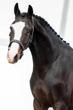 Prachtige merrie van jayson x uptown, Merrie, Dressuurpaard, 3 tot 6 jaar