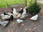 Witte Barnevelders, Dieren en Toebehoren, Pluimvee, Vrouwelijk, Kip