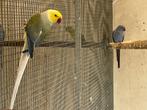 Halsbandparkieten, Meerdere dieren, Parkiet, Geringd