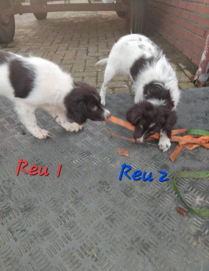 Friese Stabij pups Bruinschimmel, Dieren en Toebehoren, Honden | Retrievers, Spaniëls en Waterhonden, Meerdere dieren, Overige rassen